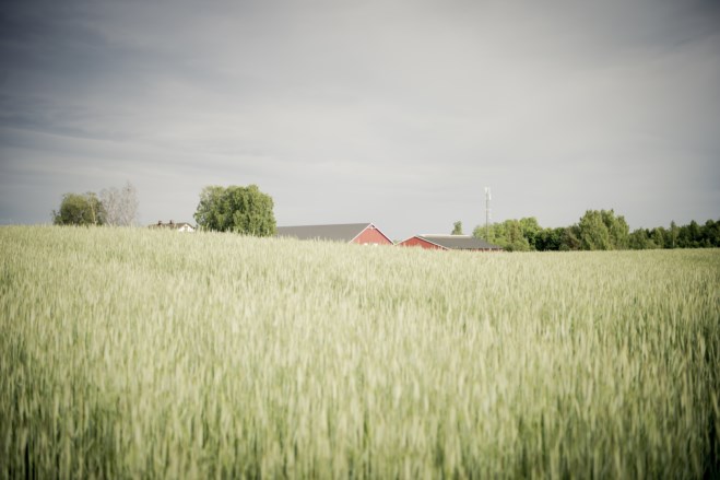 Grønnkledd jorde med gården i bakgrunn. foto